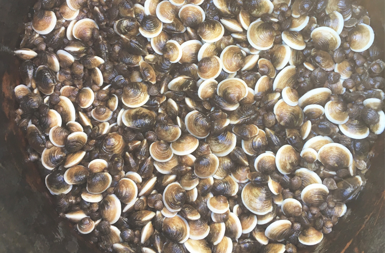 kweek van clams
